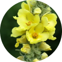 Mullein extract