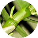 Dendrobium extract